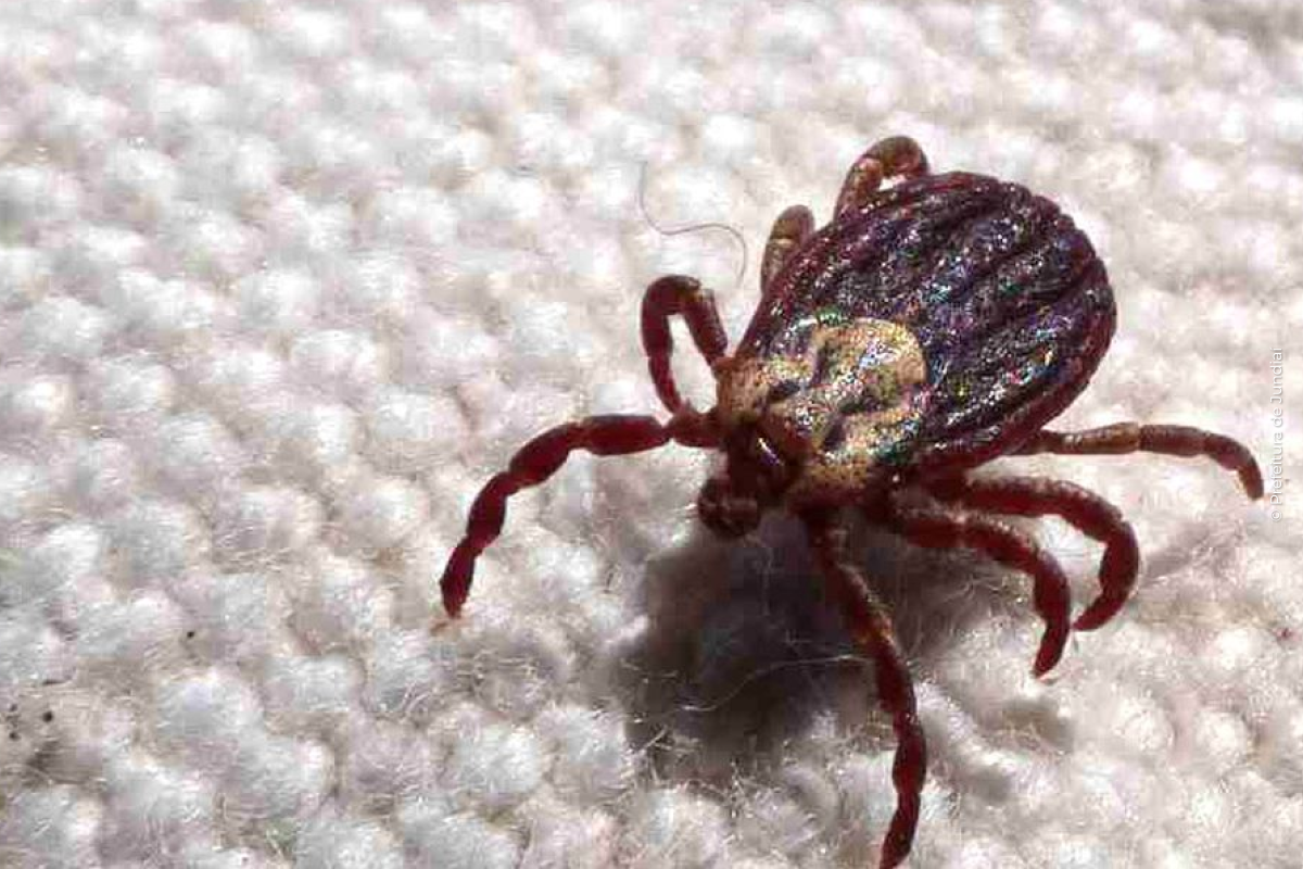 Febre maculosa causa mais duas mortes no interior de São Paulo