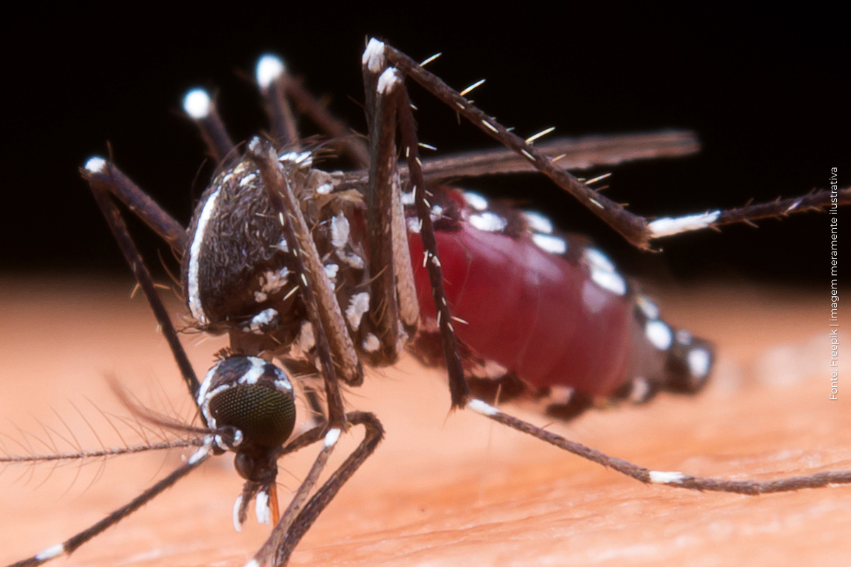 Estudo apresenta panorama do surto histórico de dengue em 2024