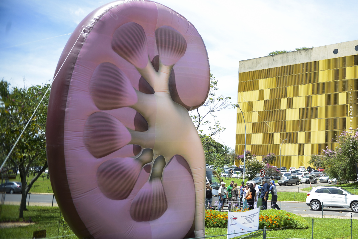 Dia Mundial do Rim: doenças renais são silenciosas e exigem atenção