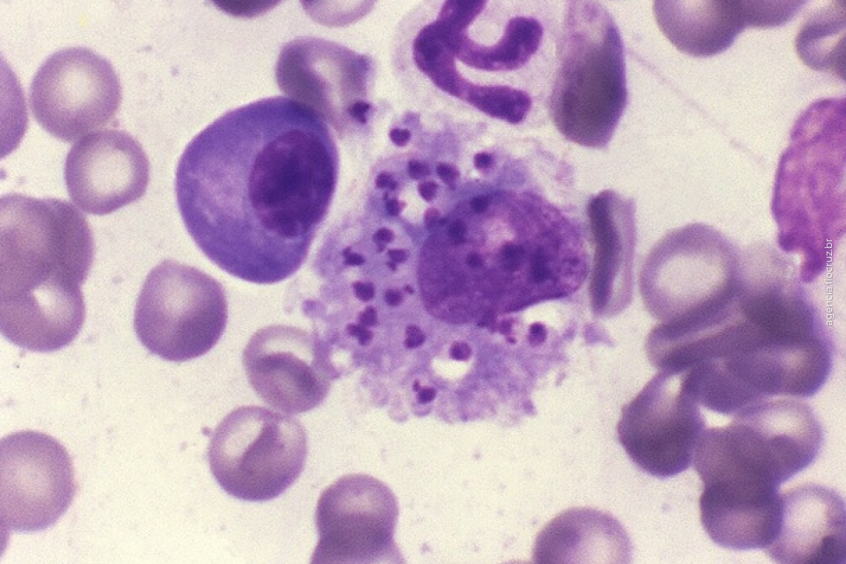 Pedido de patente de proteína aplicada ao diagnóstico de leishmaniose visceral é submetido ao INPI