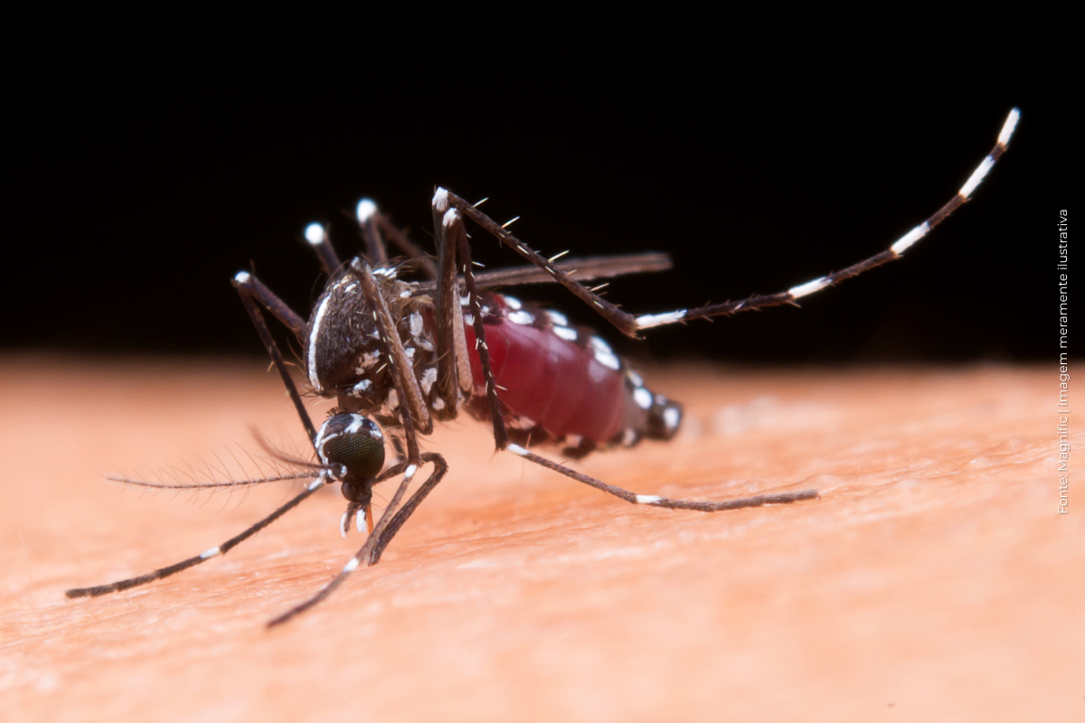 Aedes aegypti: quase metade dos municípios está em alerta ou risco